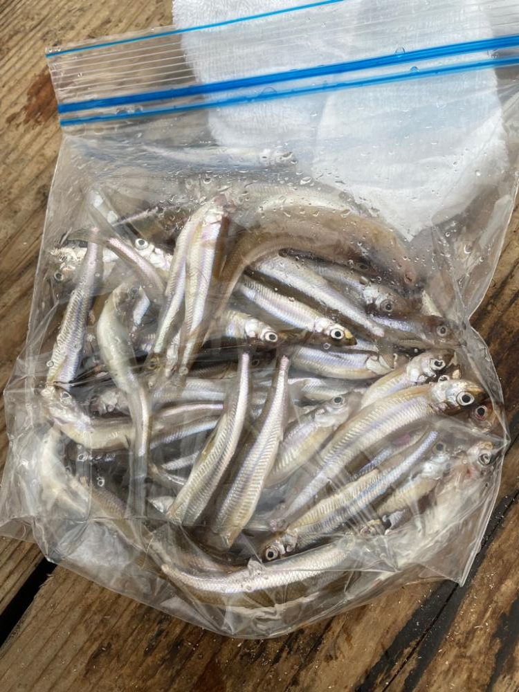 ワカサギ釣りにハマる 生野銀山湖