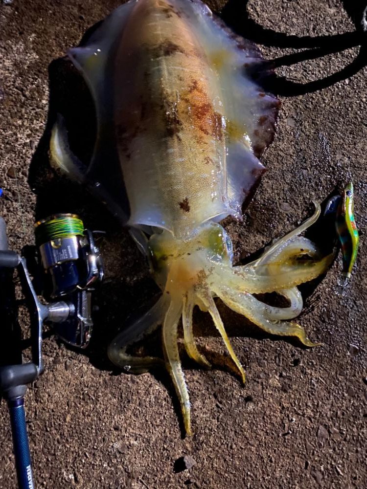 バレンタイン⭐︎アオリイカ