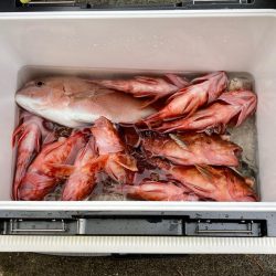 胴突きアジ 〜ガシラ、三邦丸さん初乗船