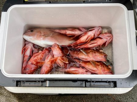 胴突きアジ 〜ガシラ、三邦丸さん初乗船