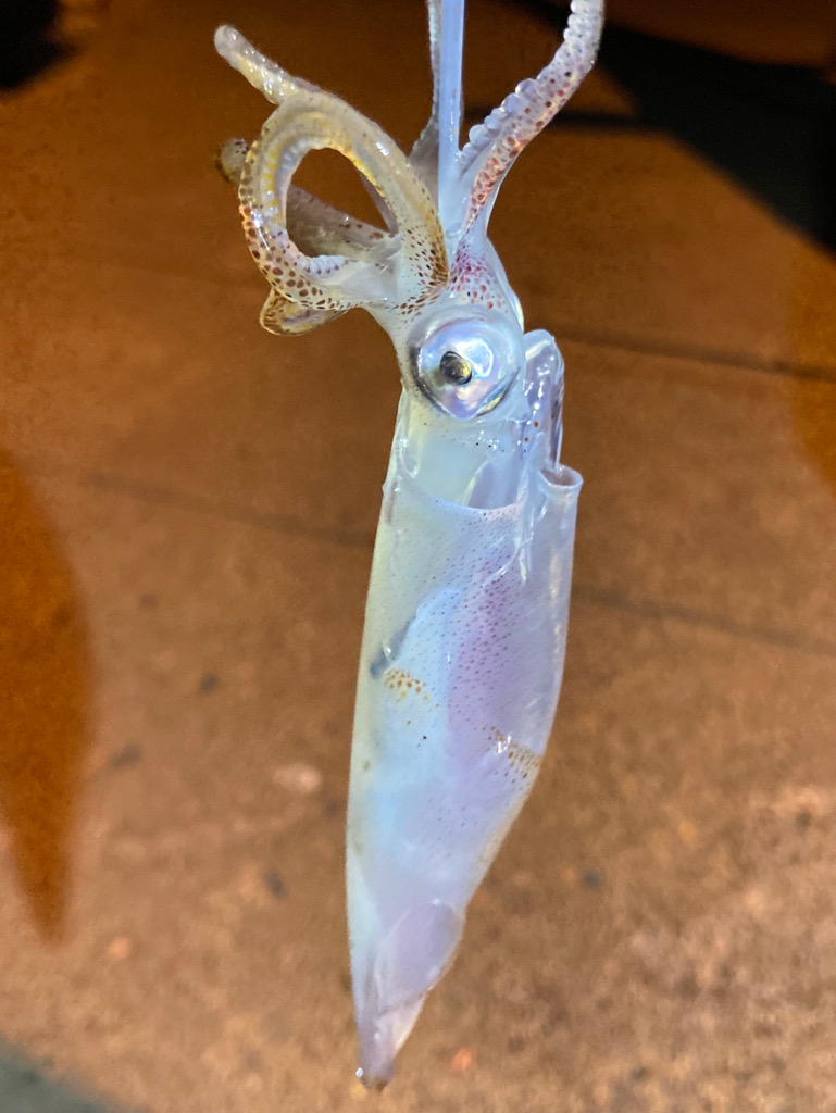 ヒイカおった、おった(^^)