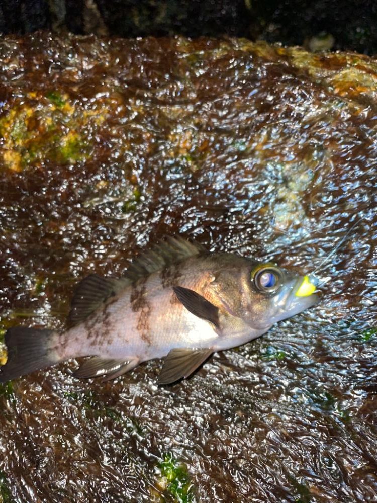 なかなかアジは釣れず。