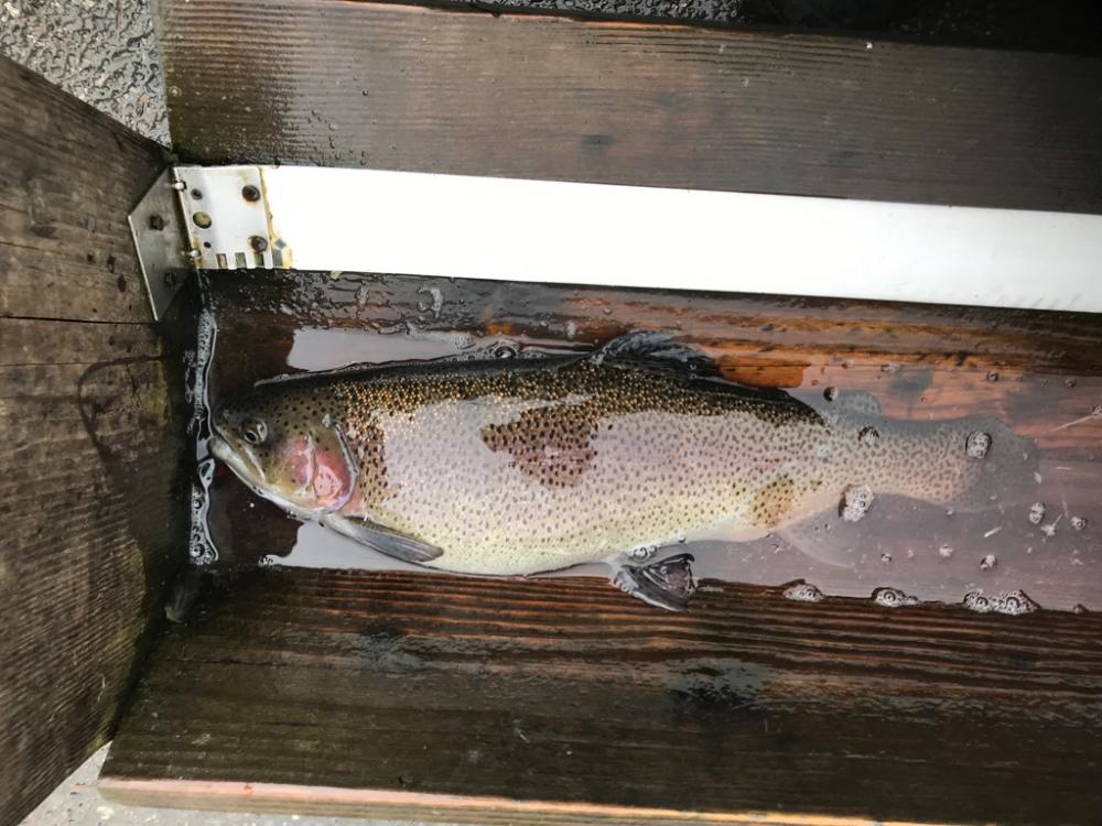 またもや庄原トラウト