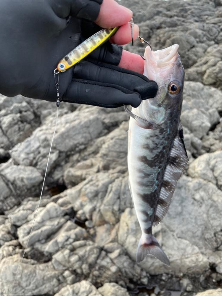 ホッケ祭り開催中！