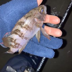 やっと始まった今期のメバル釣行