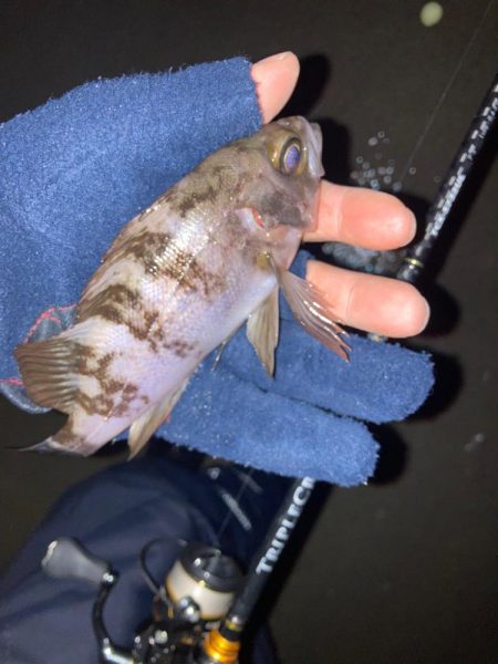 やっと始まった今期のメバル釣行