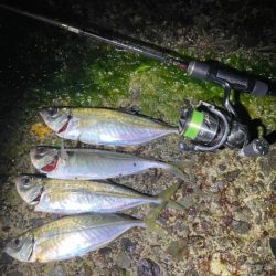 アジングプチ遠征