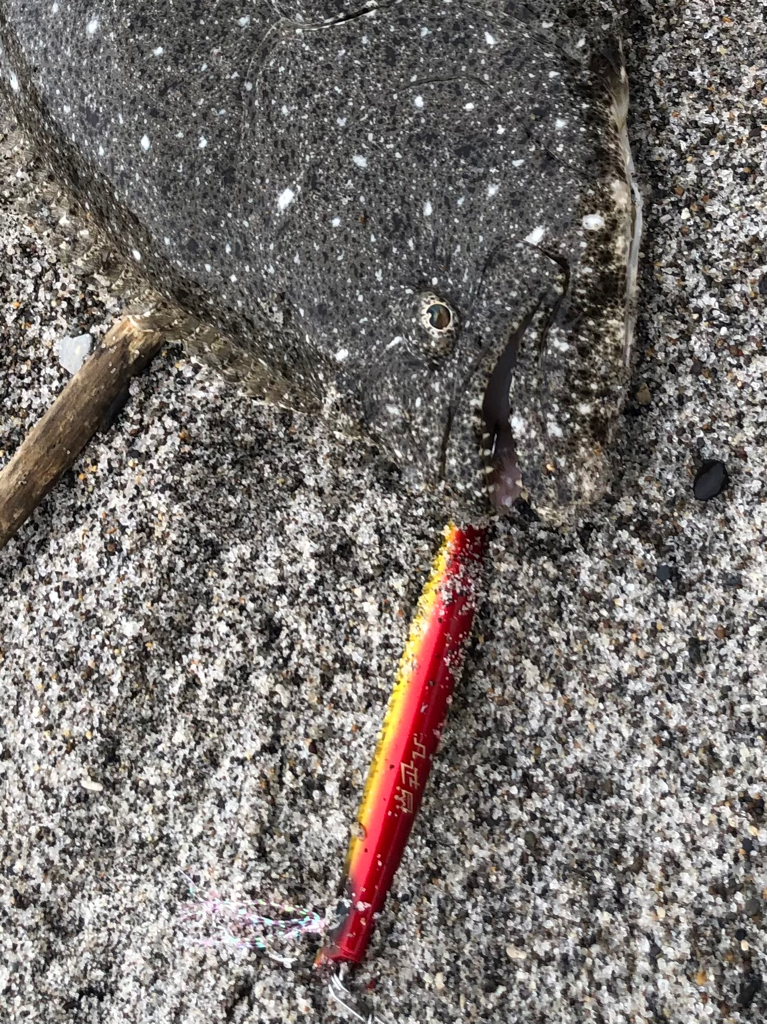 久しぶりのヒラメ