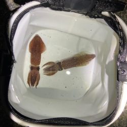 初ライトエギング