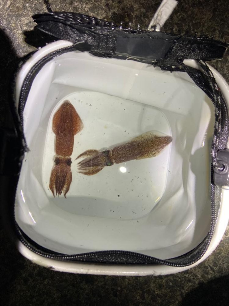 初ライトエギング