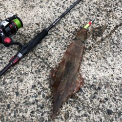 やっとヤリいました〜