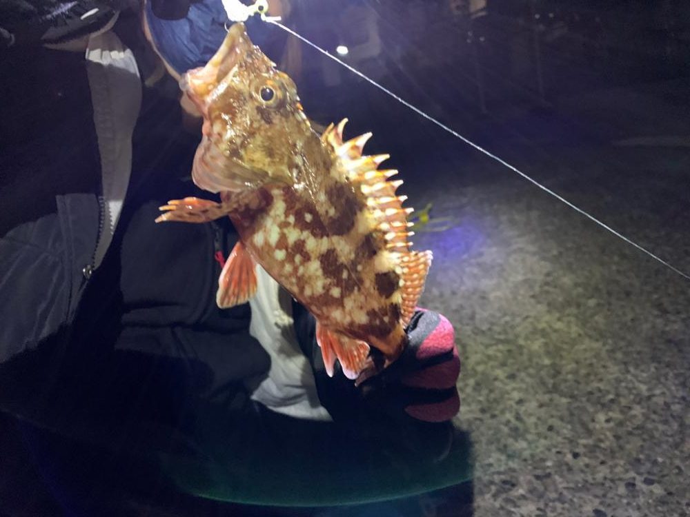 漁港でカマス狙い！カサゴも？