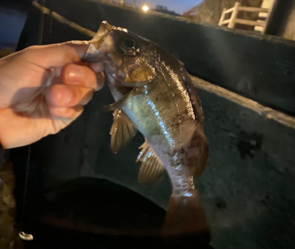 小磯でフロート