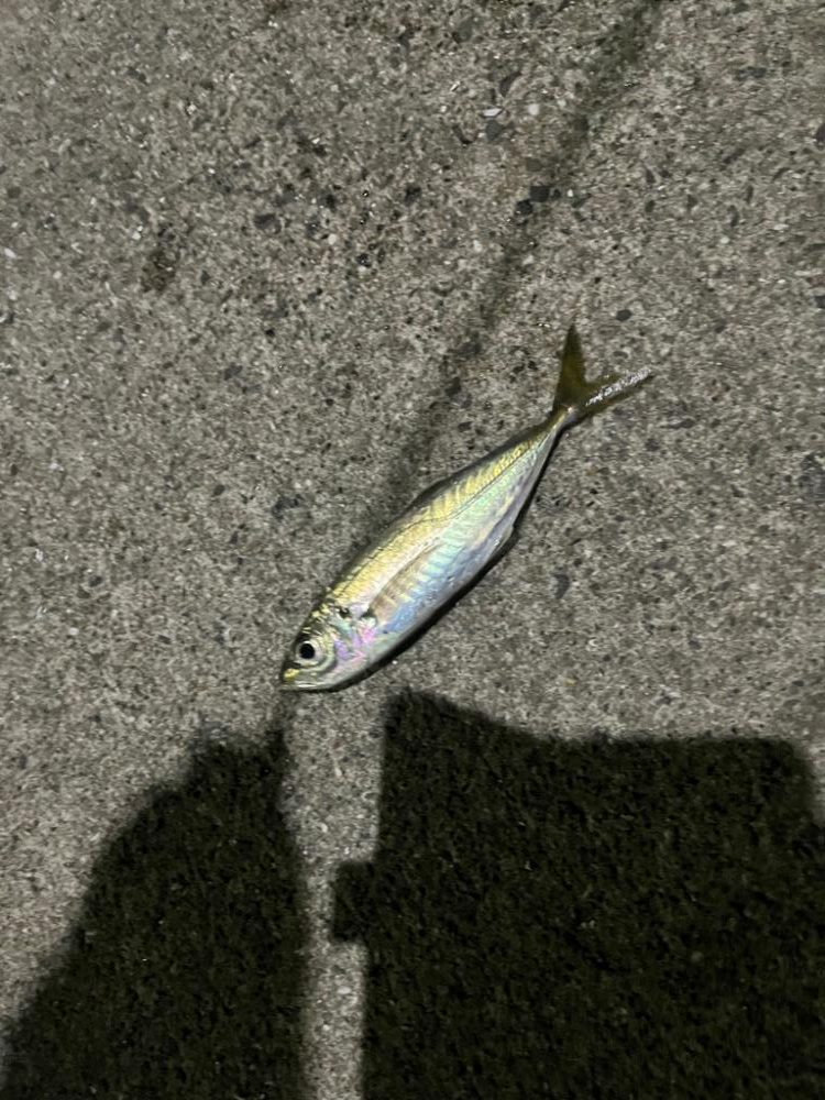 ヤリイカ狙うも・・・