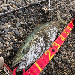 真冬の青物は格別⁉þ…