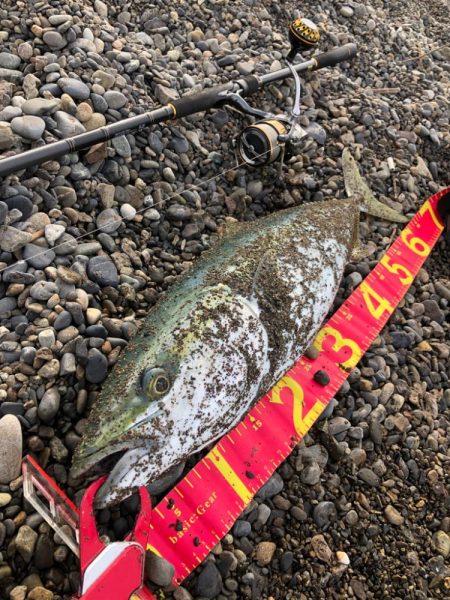 真冬の青物は格別⁉þ…