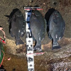 ホントに久々の釣り