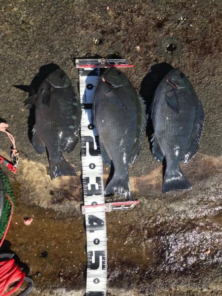 ホントに久々の釣り