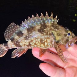 癒しのガッちゃん、アジはおらん！