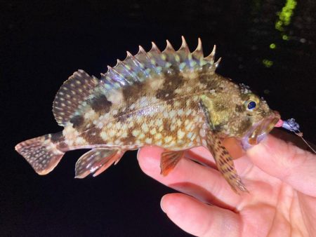 癒しのガッちゃん、アジはおらん！