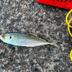 この寒さの中でも釣れました