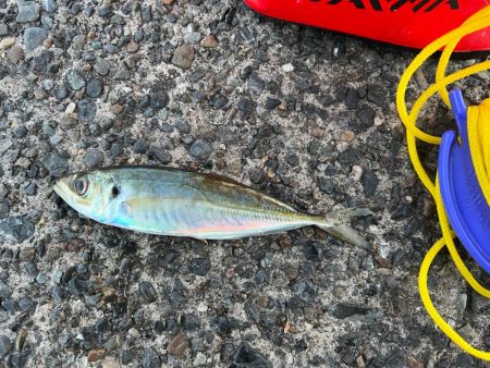 この寒さの中でも釣れました