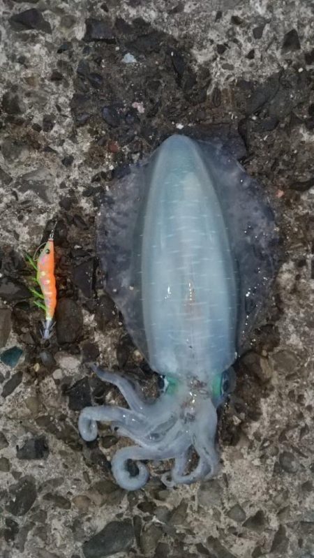 アオリイカエギング