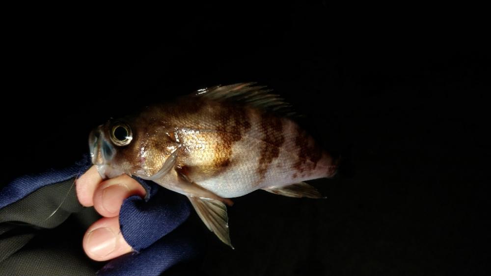 雪の降る極寒メバリング