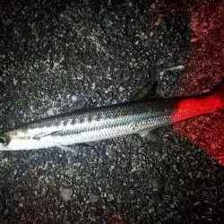 全部デカイ‼️…