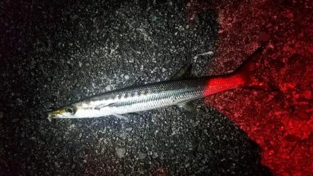 全部デカイ‼️…