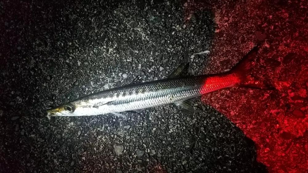 全部デカイ‼️