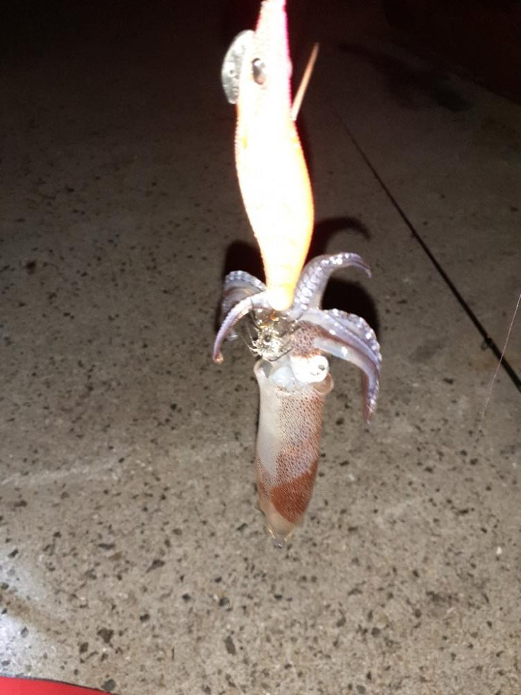 ライトエギング