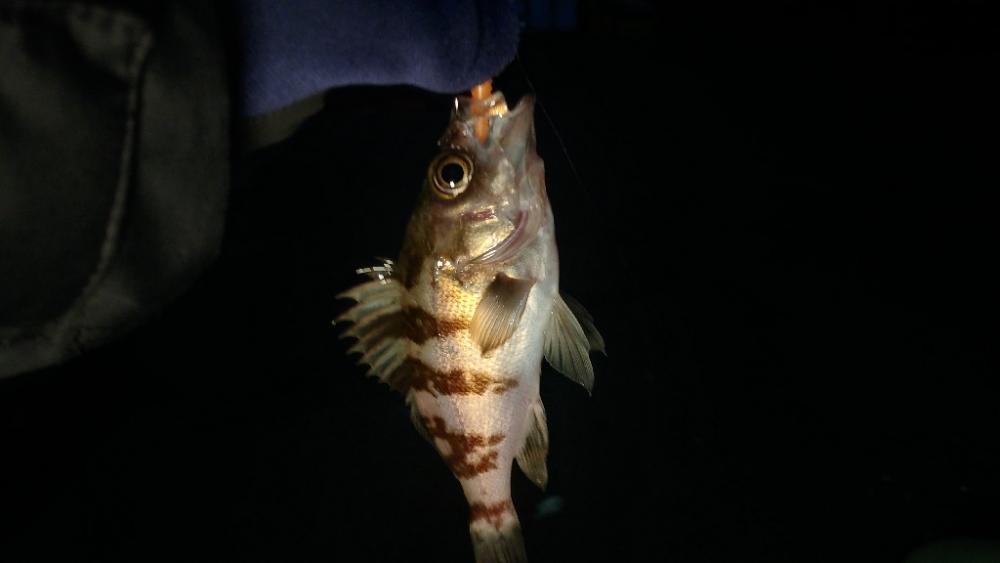 今日もミニマム!泉州メバリング