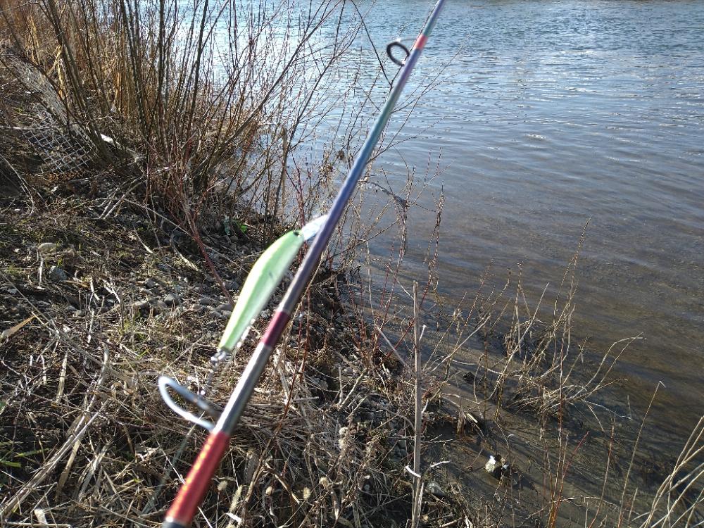サクラマス狙いで釣れたのは…