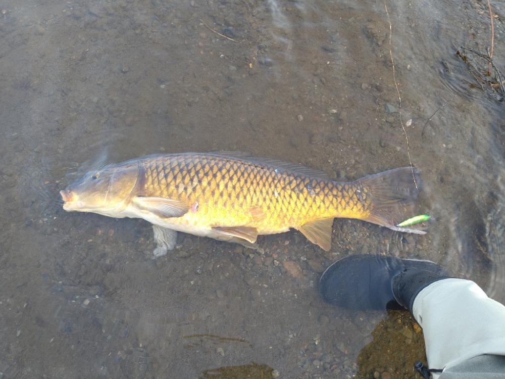 サクラマス釣行で80センチオーバー