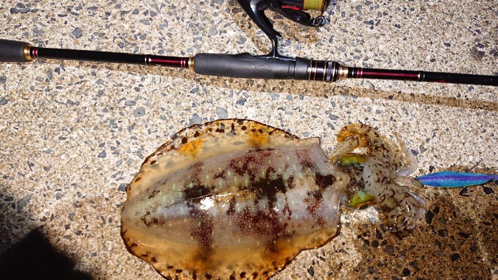 対馬エギング釣果……⑭