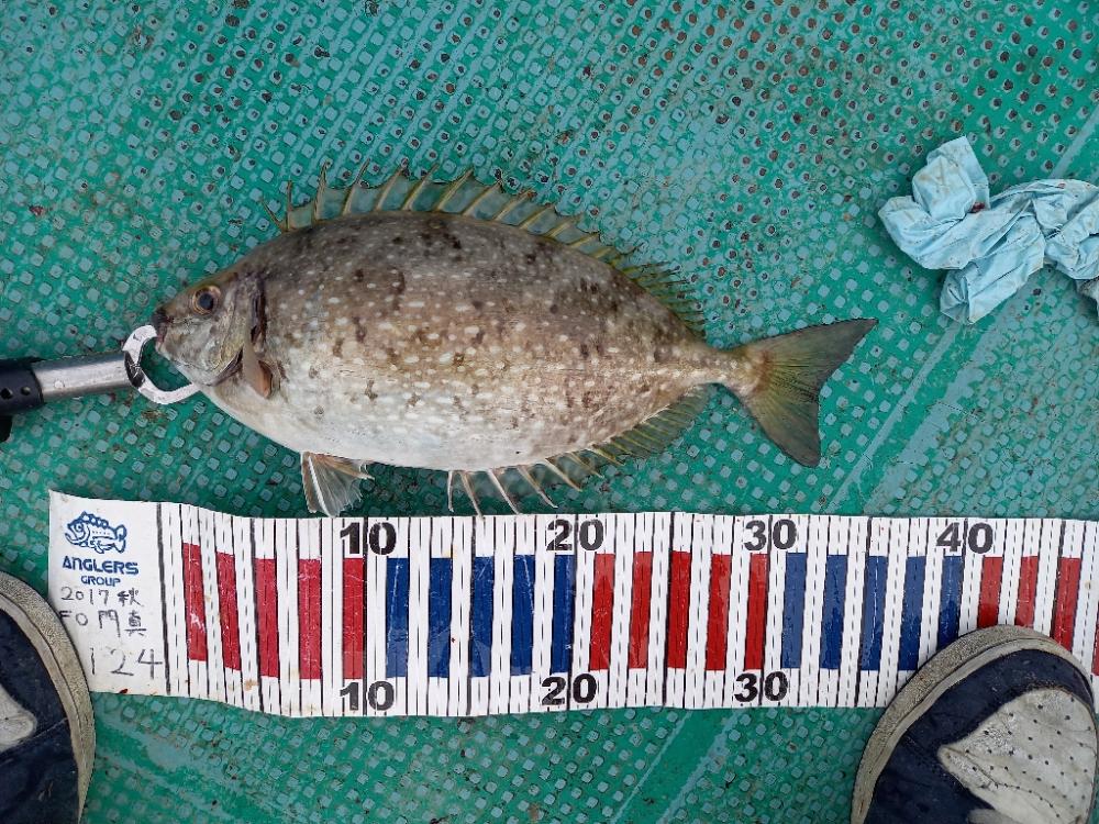 初かせ釣り、ブリには届かず