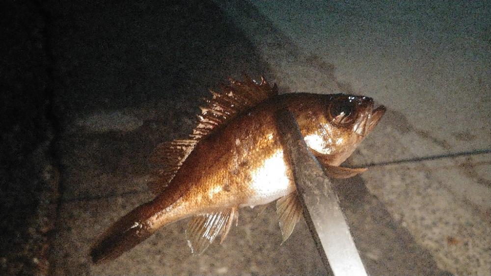 冷え込み厳しく激シブメバリング