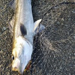 最後に釣れた大物