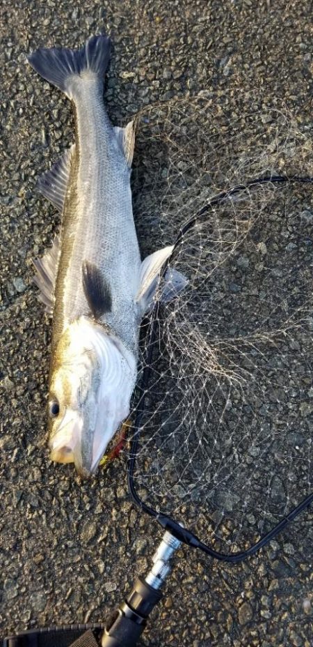 最後に釣れた大物