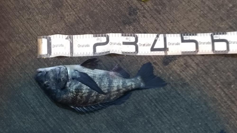 2/19どしゃ降りの中の釣果