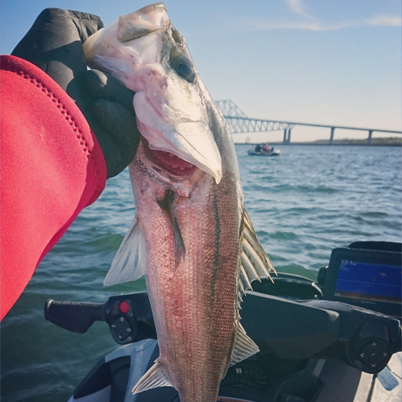 水上バイクでシーバスゲーム