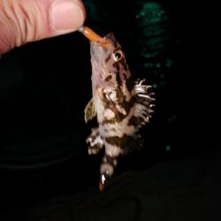 泉州メバリングリベンジ