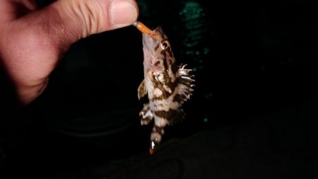 泉州メバリングリベンジ