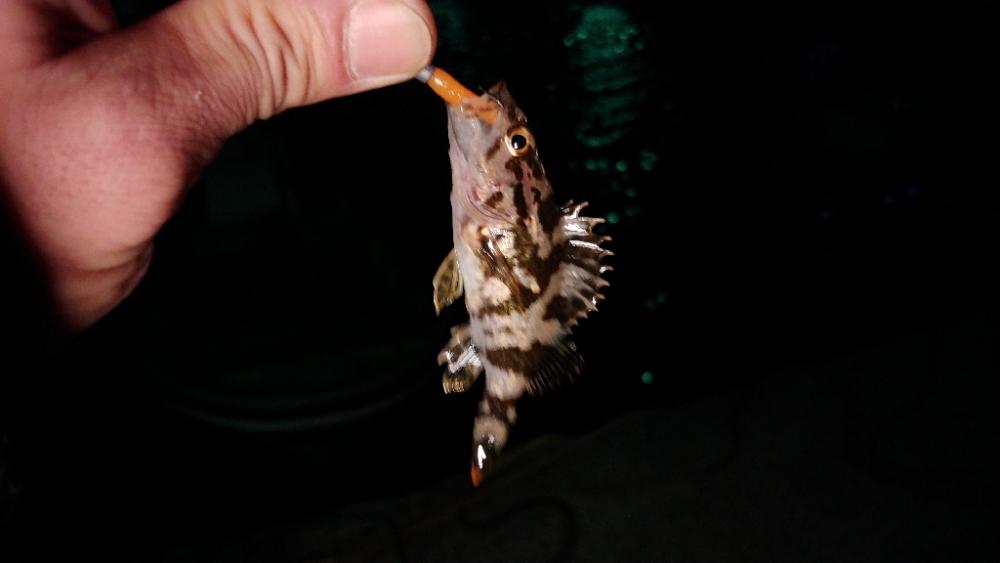 泉州メバリングリベンジ