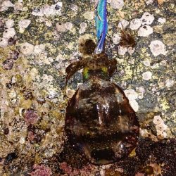 対馬エギング釣果……⑲