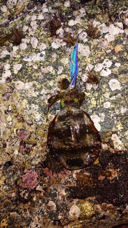 対馬エギング釣果……⑲
