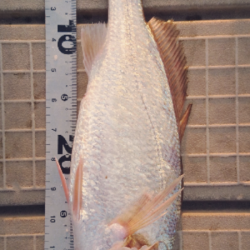 マイクロジギング