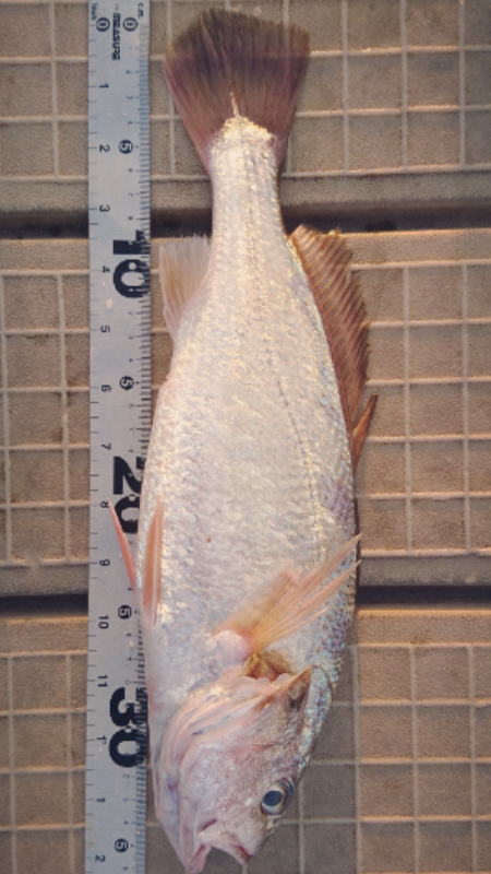 マイクロジギング