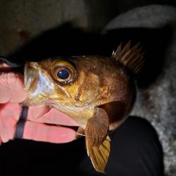 ディープ・パープルがお好きな様で